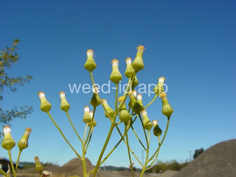 groundsel, woodland